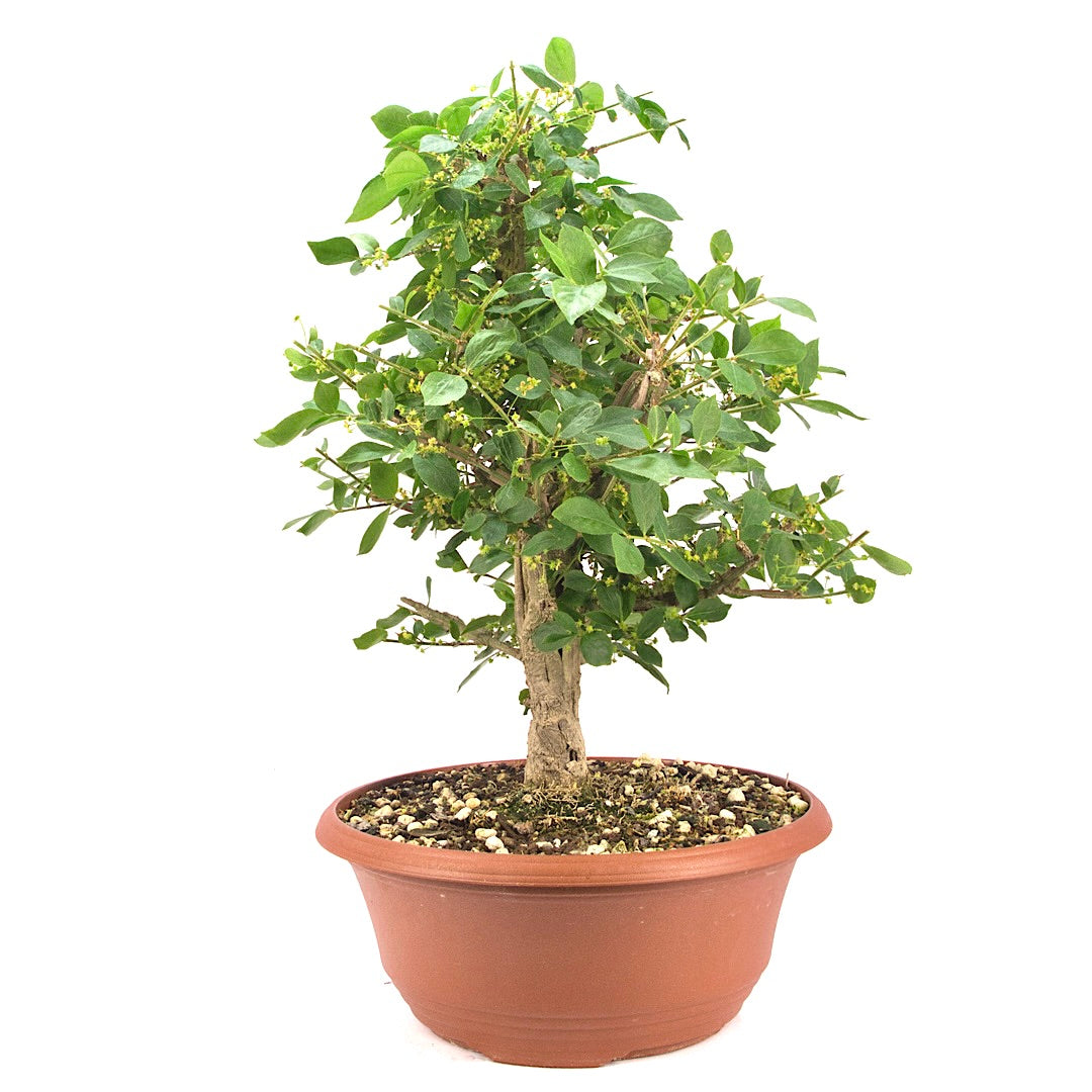 Korkspindelstrauch 'Euonymus alatus'