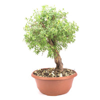 Gelber Fingerstrauch 'Potentilla fruticosa'