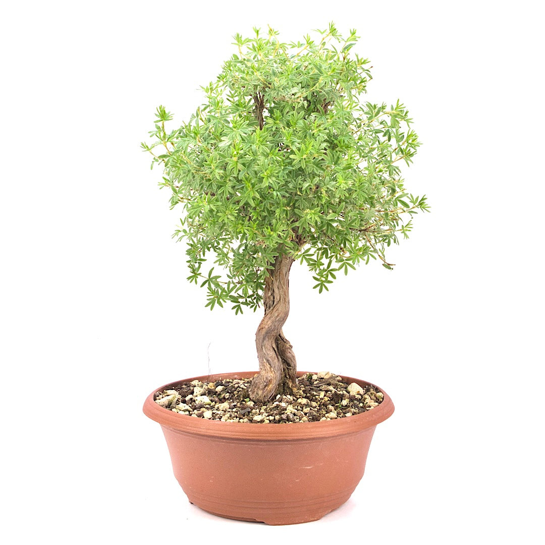 Gelber Fingerstrauch 'Potentilla fruticosa'