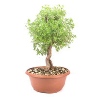 Gelber Fingerstrauch 'Potentilla fruticosa'