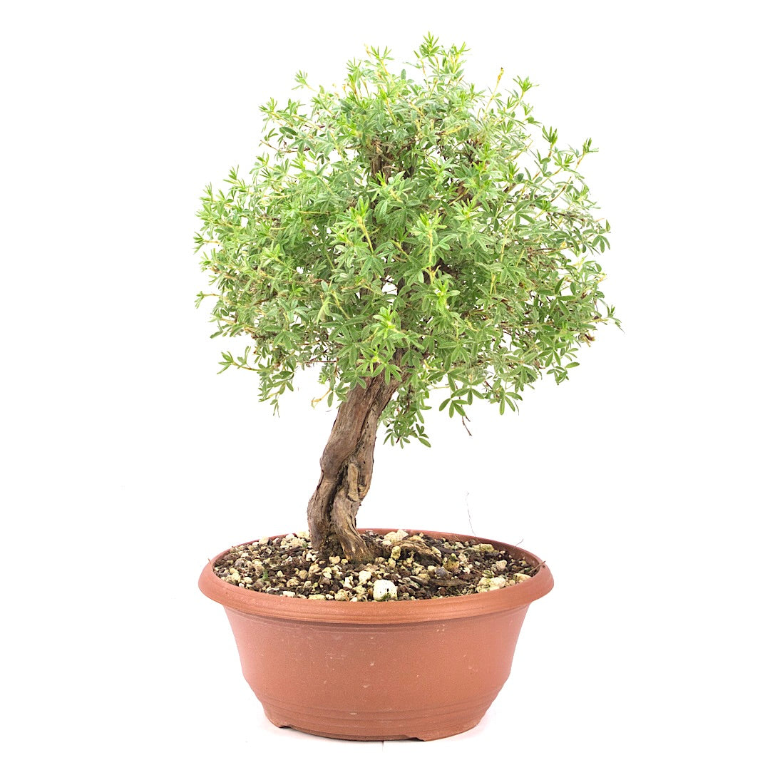 Gelber Fingerstrauch 'Potentilla fruticosa'