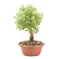 Gelber Fingerstrauch 'Potentilla fruticosa'