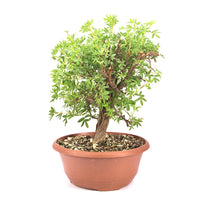 Rosa Fingerstrauch 'Potentilla fruticosa'