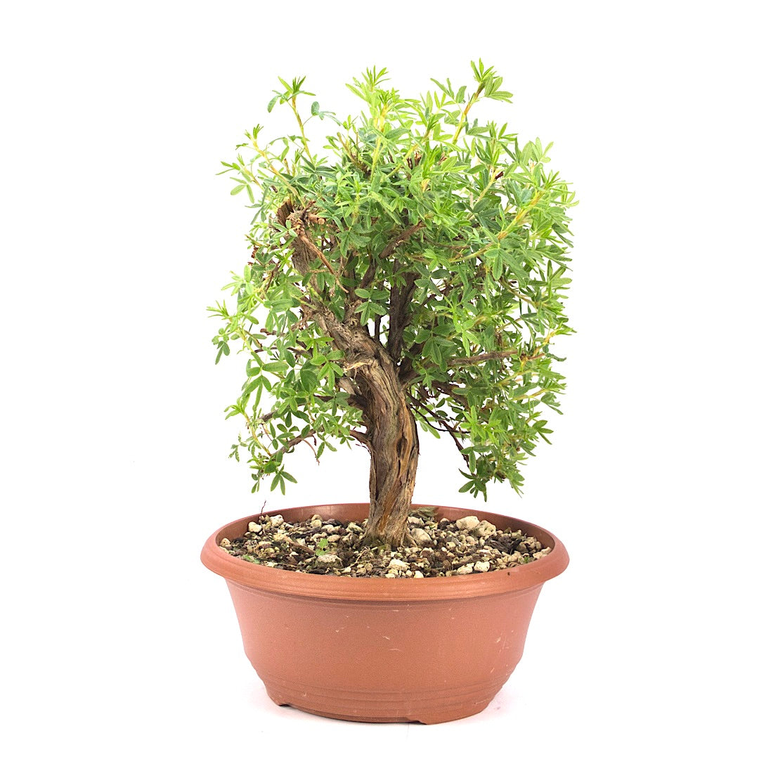 Rosa Fingerstrauch 'Potentilla fruticosa'