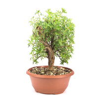 Rosa Fingerstrauch 'Potentilla fruticosa'