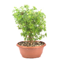 Rosa Fingerstrauch 'Potentilla fruticosa'