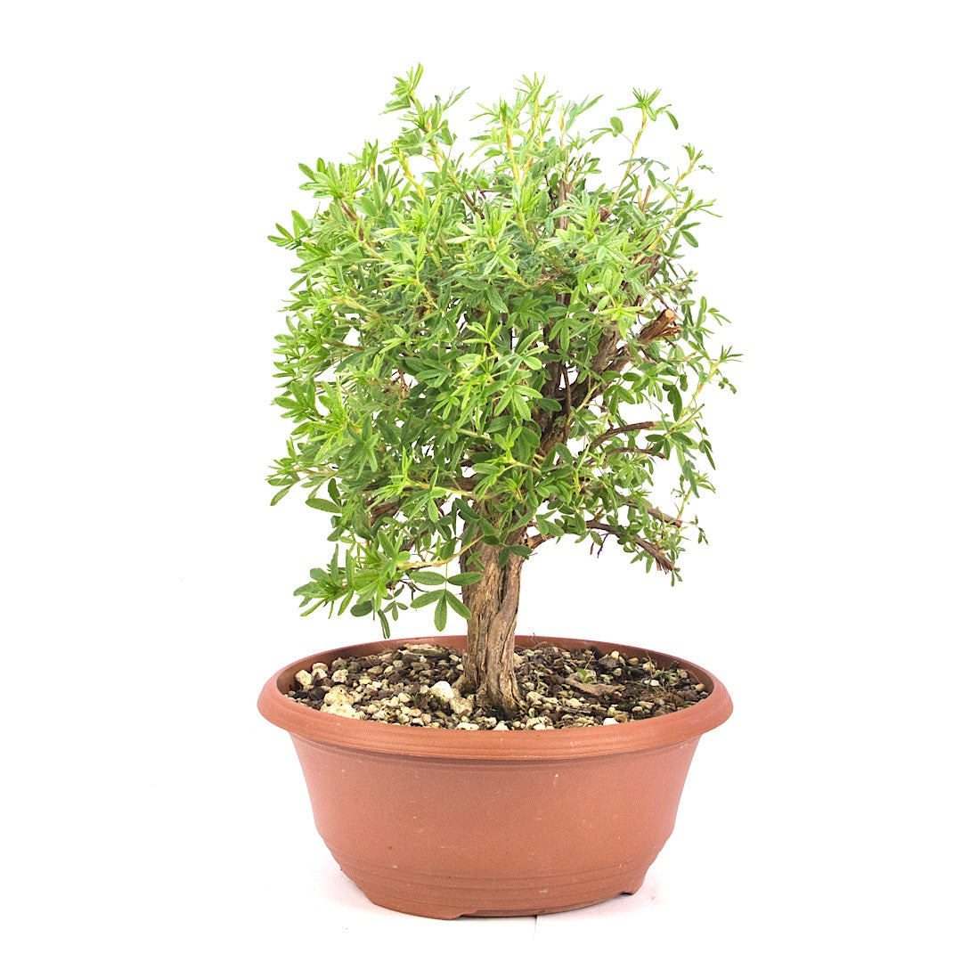 Rosa Fingerstrauch 'Potentilla fruticosa'