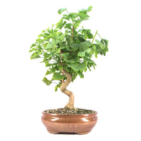 Ginkgo biloba 'Fächerblattbaum'