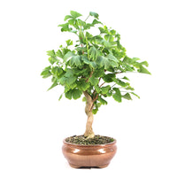 Ginkgo biloba 'Fächerblattbaum'
