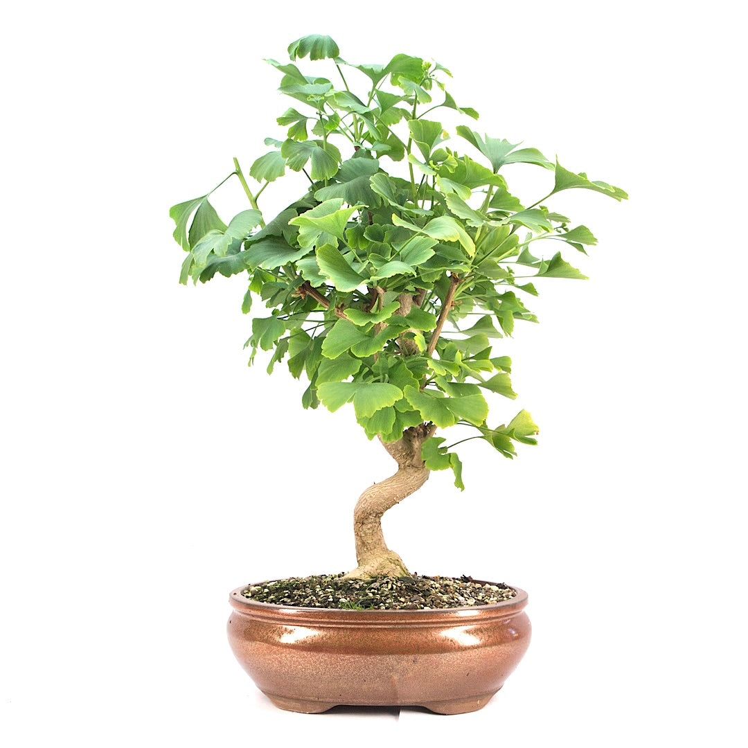Ginkgo biloba 'Fächerblattbaum'