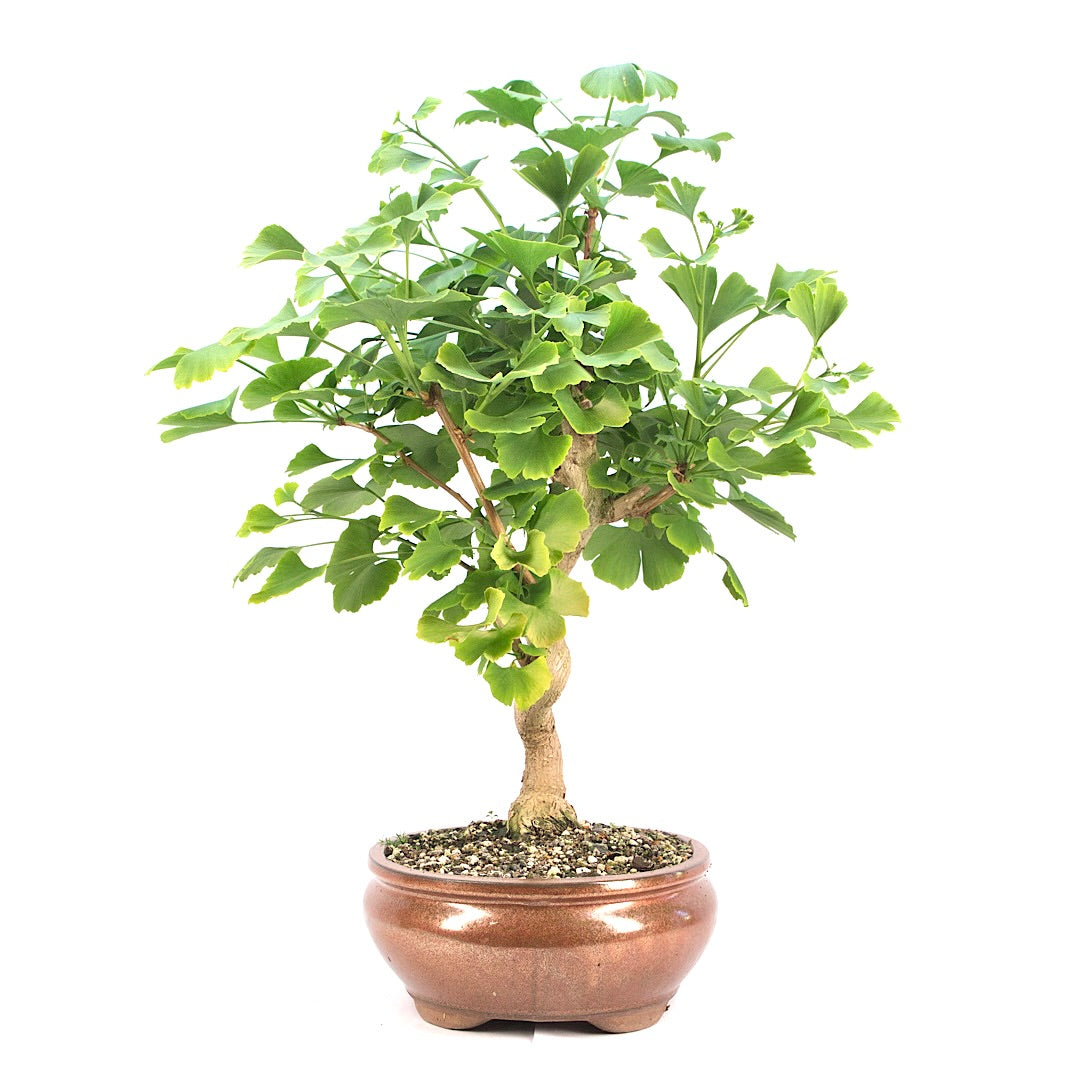 Ginkgo biloba 'Fächerblattbaum'