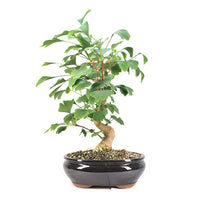 Ginkgo biloba 'Fächerblattbaum'