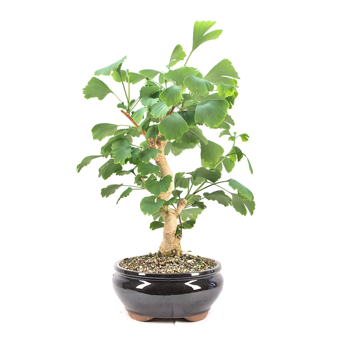 Ginkgo biloba 'Fächerblattbaum'