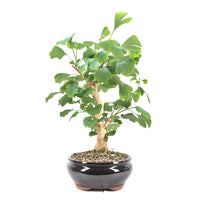 Ginkgo biloba 'Fächerblattbaum'