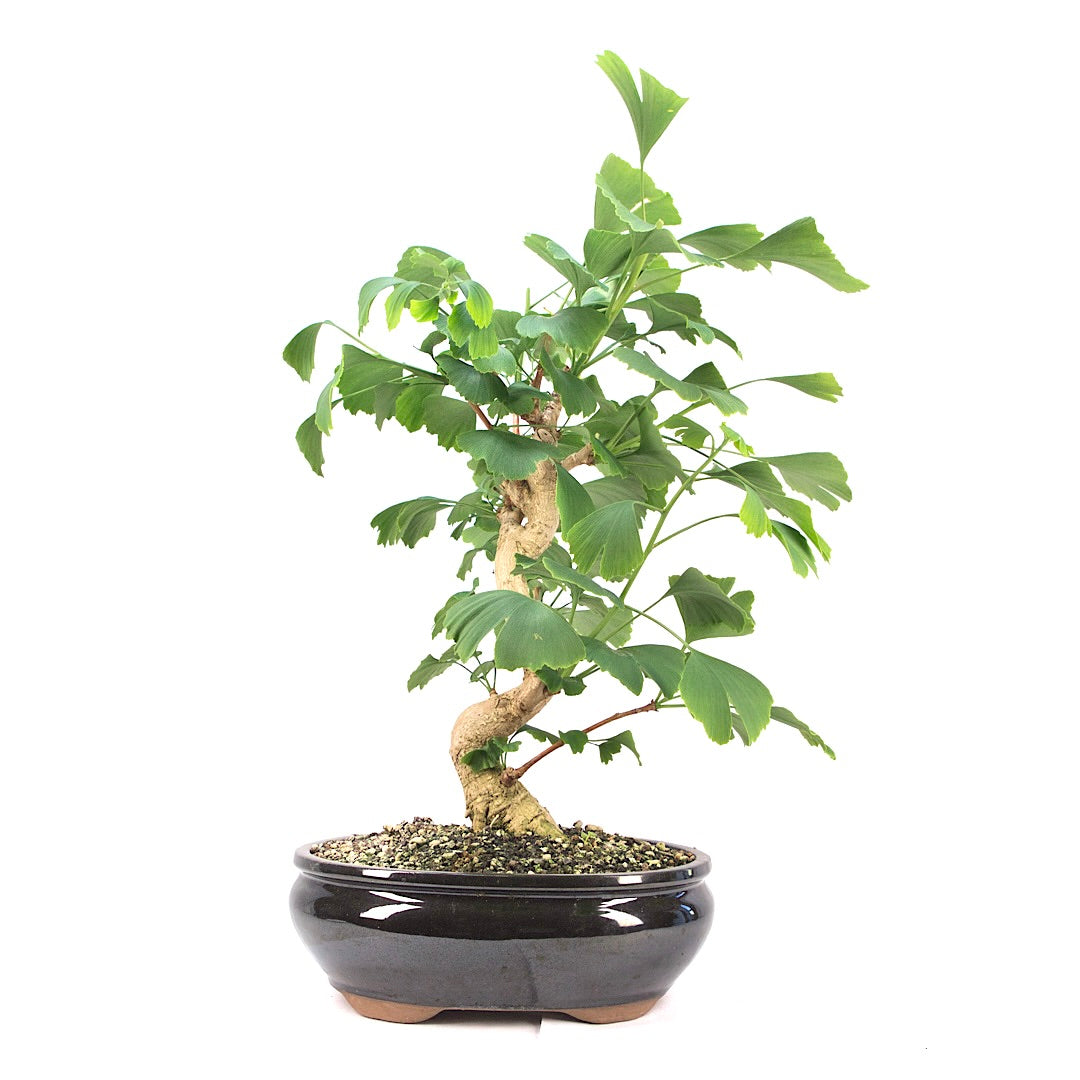 Ginkgo biloba 'Fächerblattbaum'