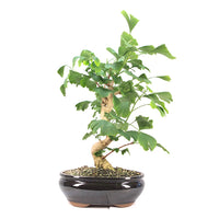 Ginkgo biloba 'Fächerblattbaum'