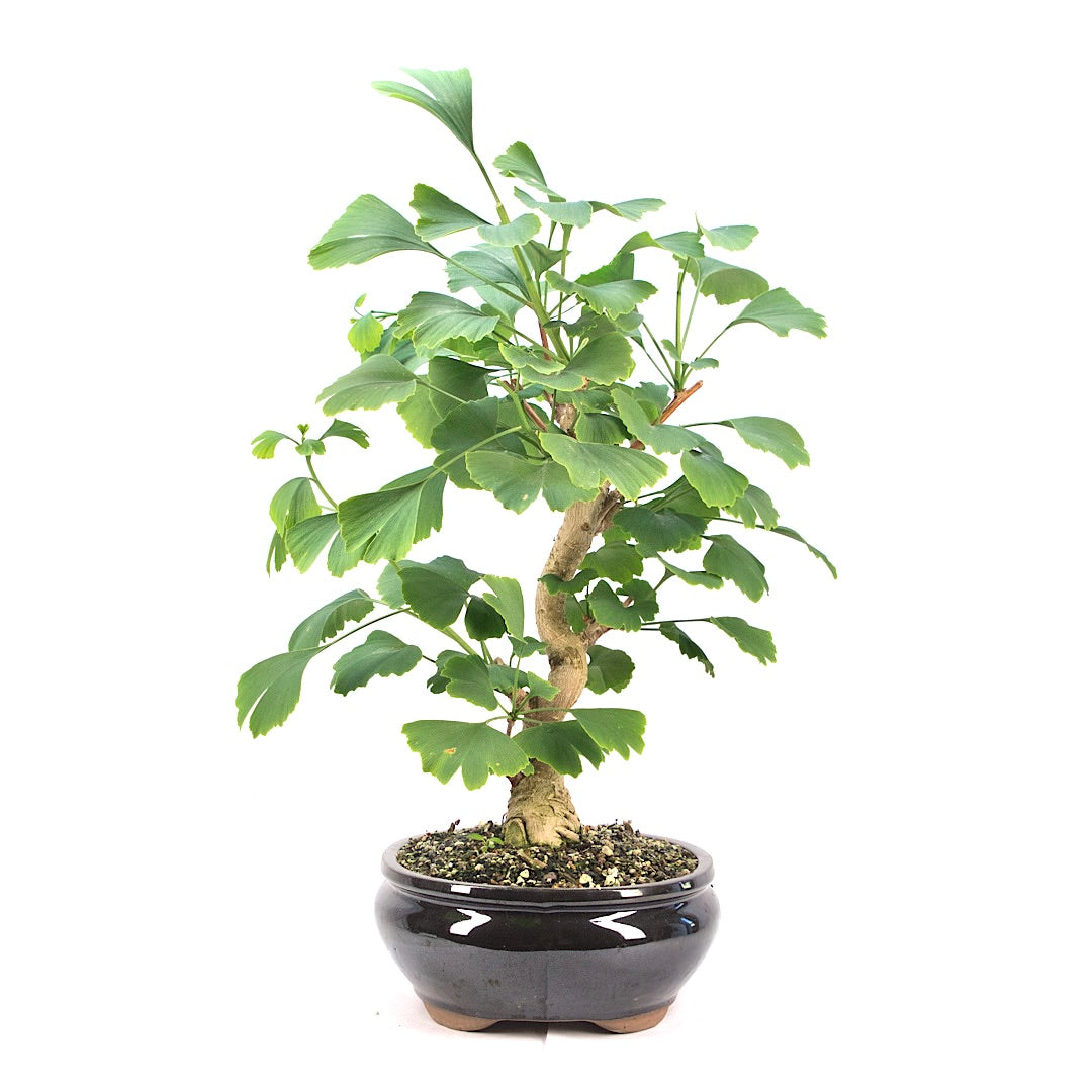 Ginkgo biloba 'Fächerblattbaum'