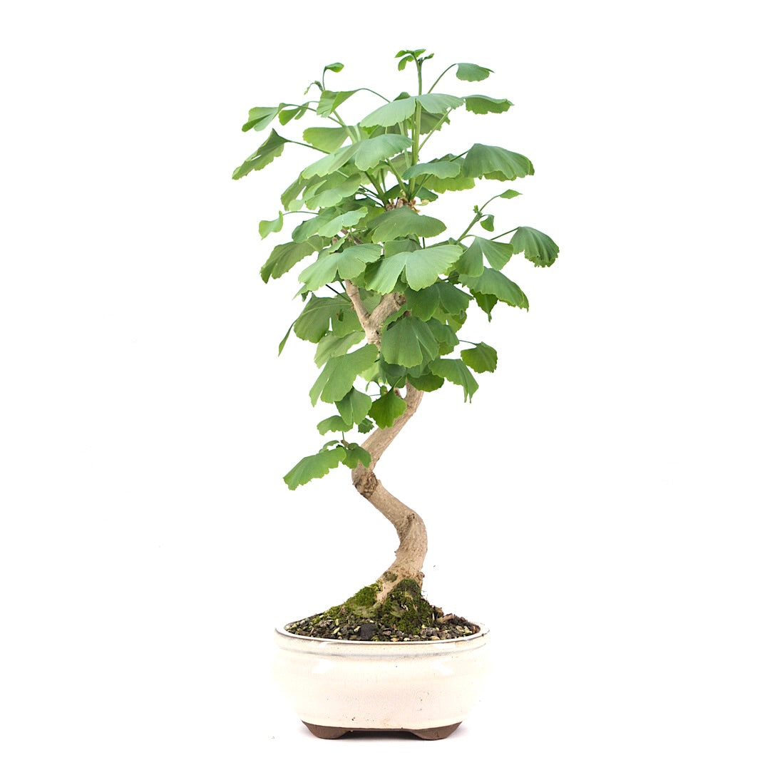 Ginkgo biloba 'Fächerblattbaum'