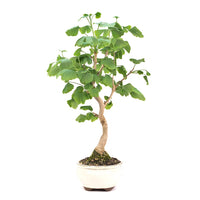 Ginkgo biloba 'Fächerblattbaum'