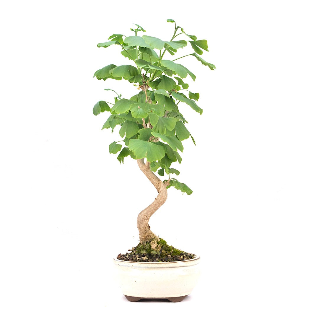 Ginkgo biloba 'Fächerblattbaum'