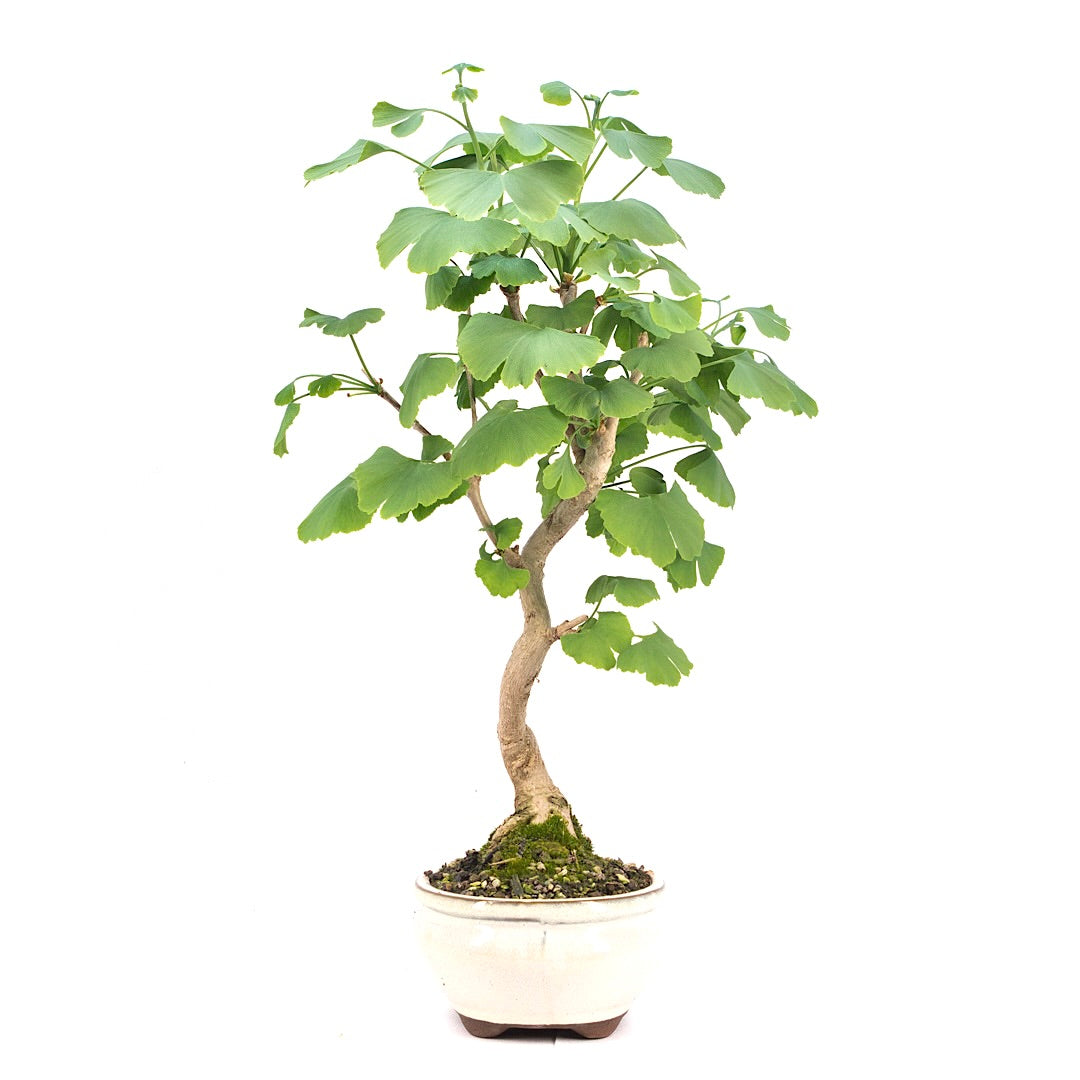 Ginkgo biloba 'Fächerblattbaum'