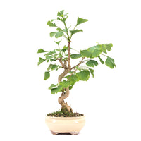 Ginkgo biloba 'Fächerblattbaum'