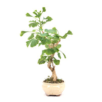 Ginkgo biloba 'Fächerblattbaum'
