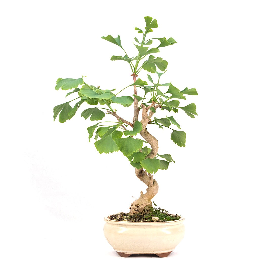 Ginkgo biloba 'Fächerblattbaum'