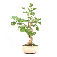 Ginkgo biloba 'Fächerblattbaum'
