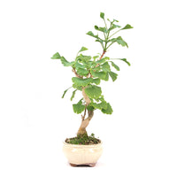 Ginkgo biloba 'Fächerblattbaum'
