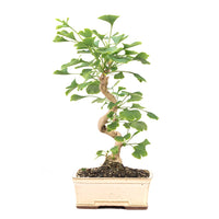 Ginkgo biloba 'Fächerblattbaum'