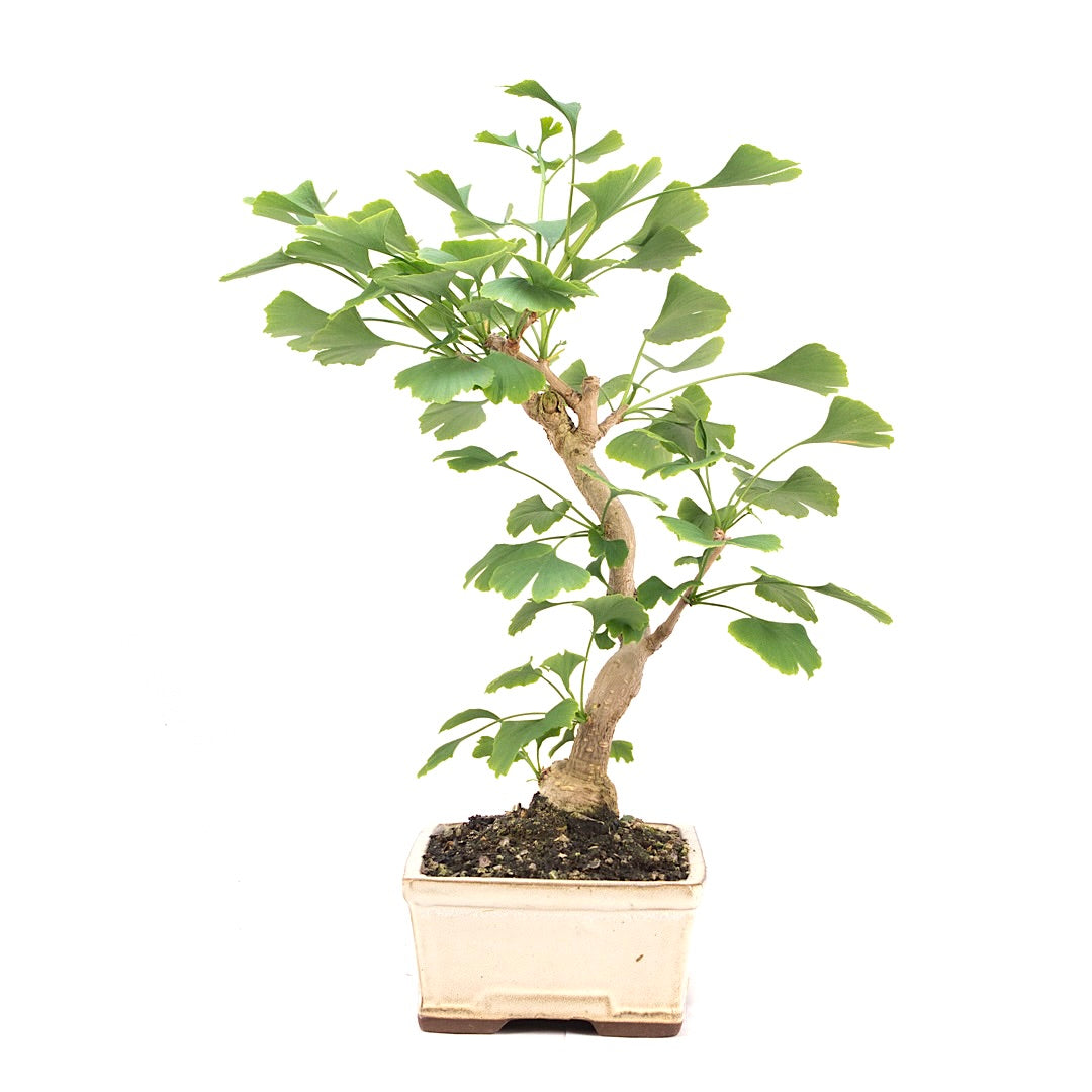 Ginkgo biloba 'Fächerblattbaum'