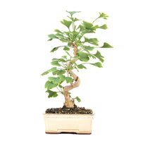 Ginkgo biloba 'Fächerblattbaum'