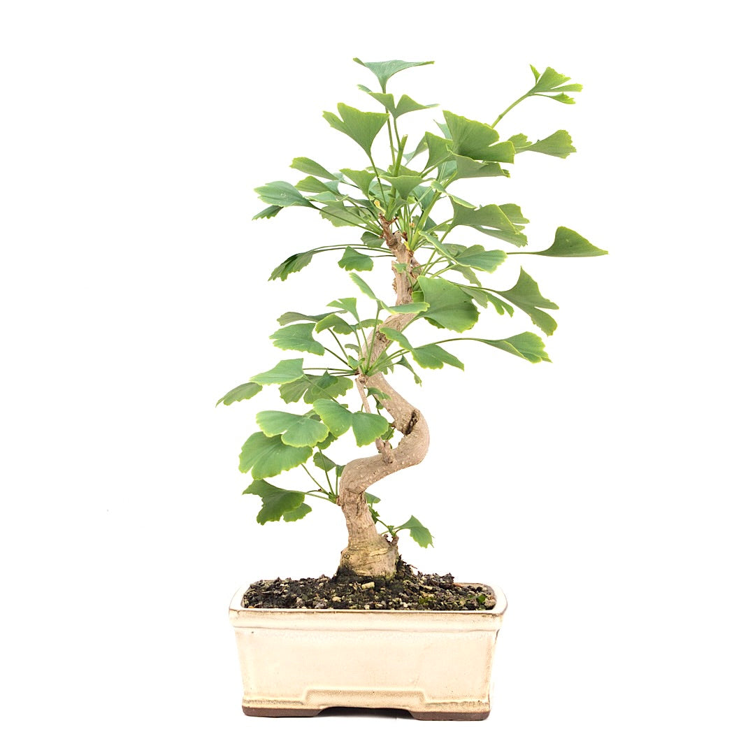 Ginkgo biloba 'Fächerblattbaum'