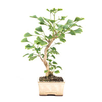 Ginkgo biloba 'Fächerblattbaum'