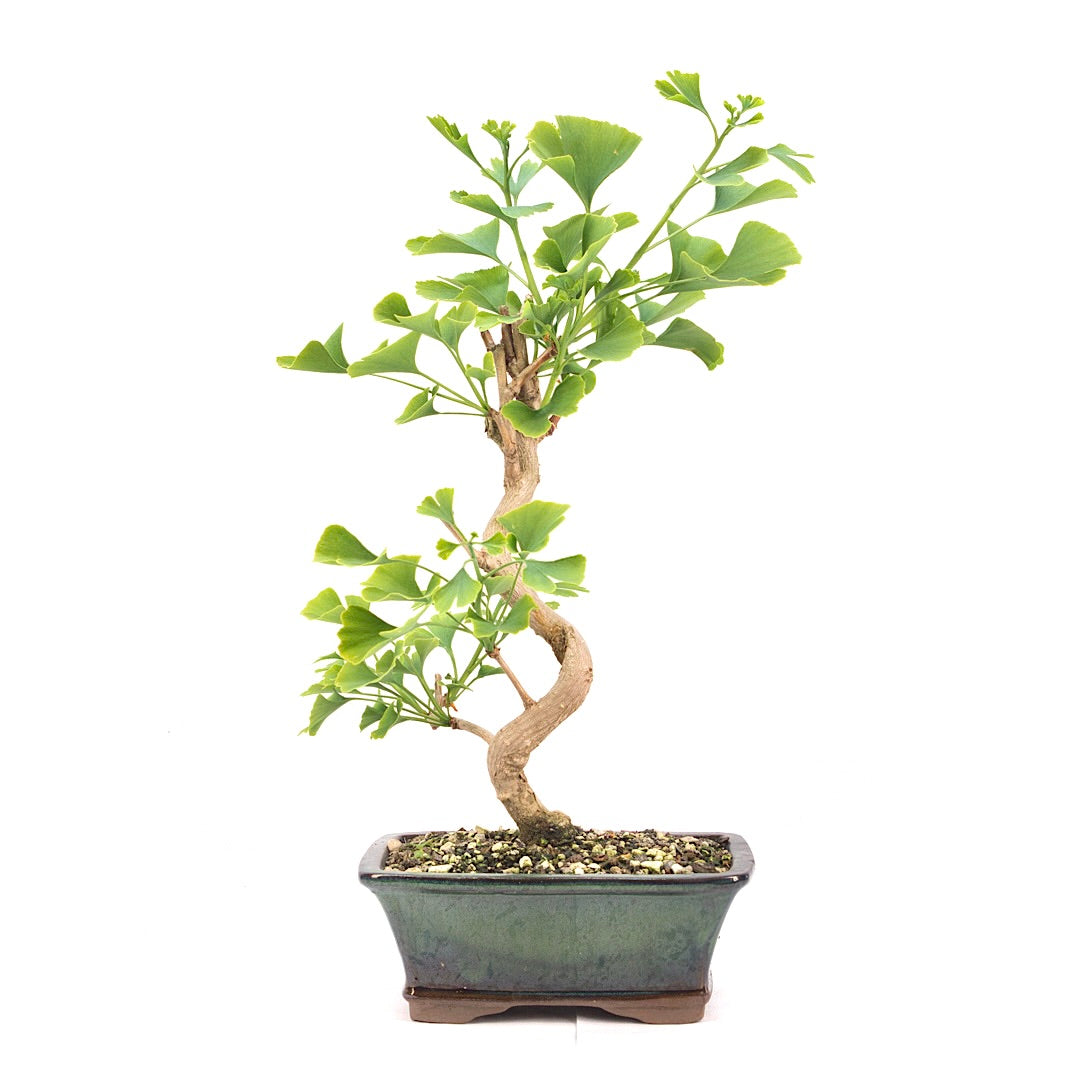 Ginkgo biloba 'Fächerblattbaum'