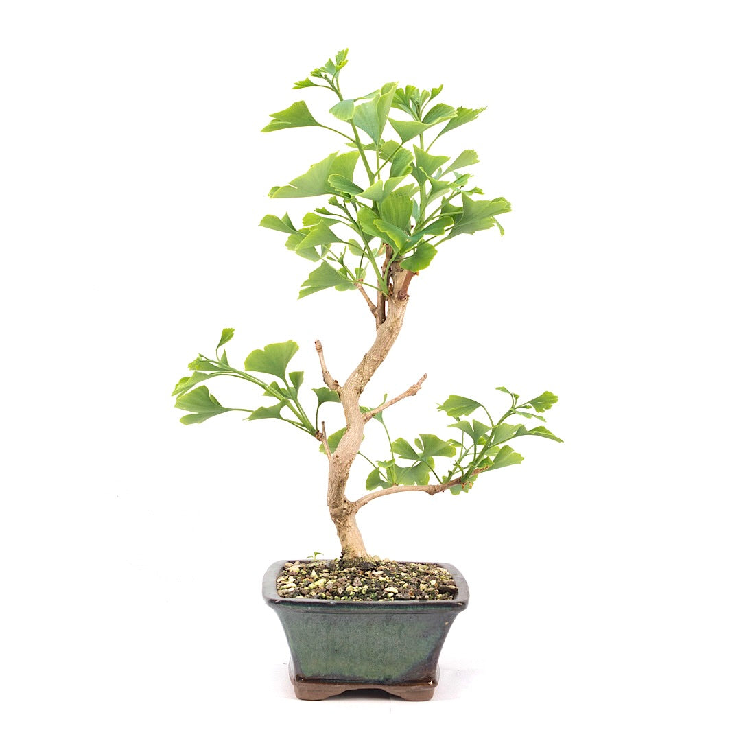 Ginkgo biloba 'Fächerblattbaum'