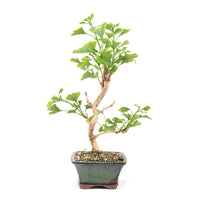 Ginkgo biloba 'Fächerblattbaum'