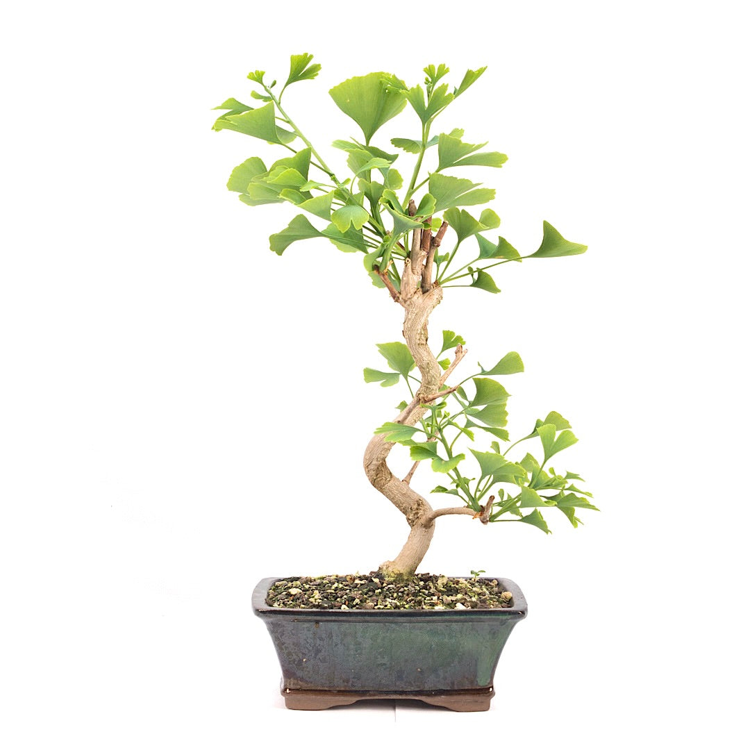 Ginkgo biloba 'Fächerblattbaum'
