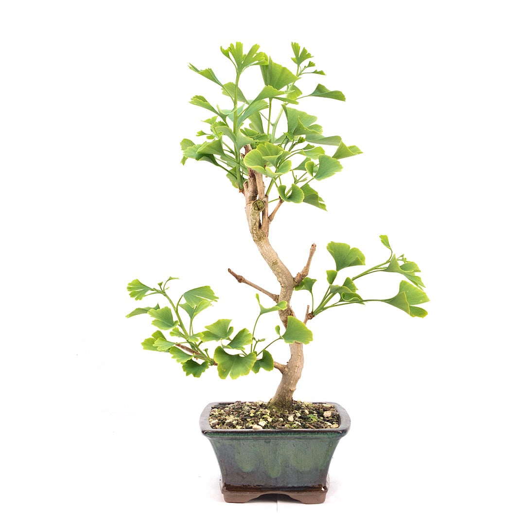Ginkgo biloba 'Fächerblattbaum'