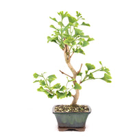 Ginkgo biloba 'Fächerblattbaum'