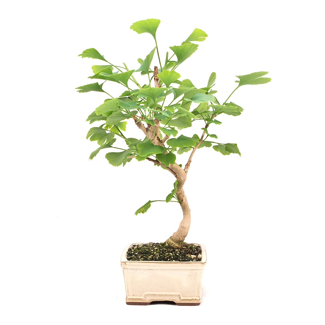 Ginkgo biloba 'Fächerblattbaum'