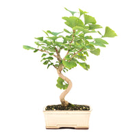 Ginkgo biloba 'Fächerblattbaum'