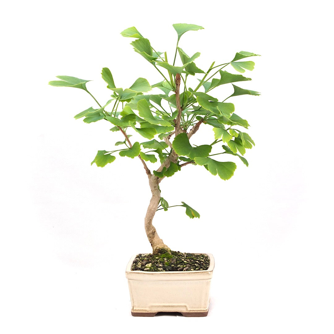 Ginkgo biloba 'Fächerblattbaum'