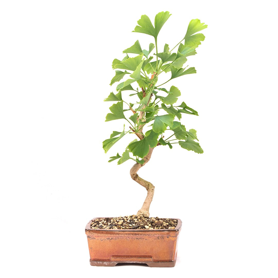 Ginkgo biloba 'Fächerblattbaum'