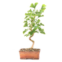 Ginkgo biloba 'Fächerblattbaum'