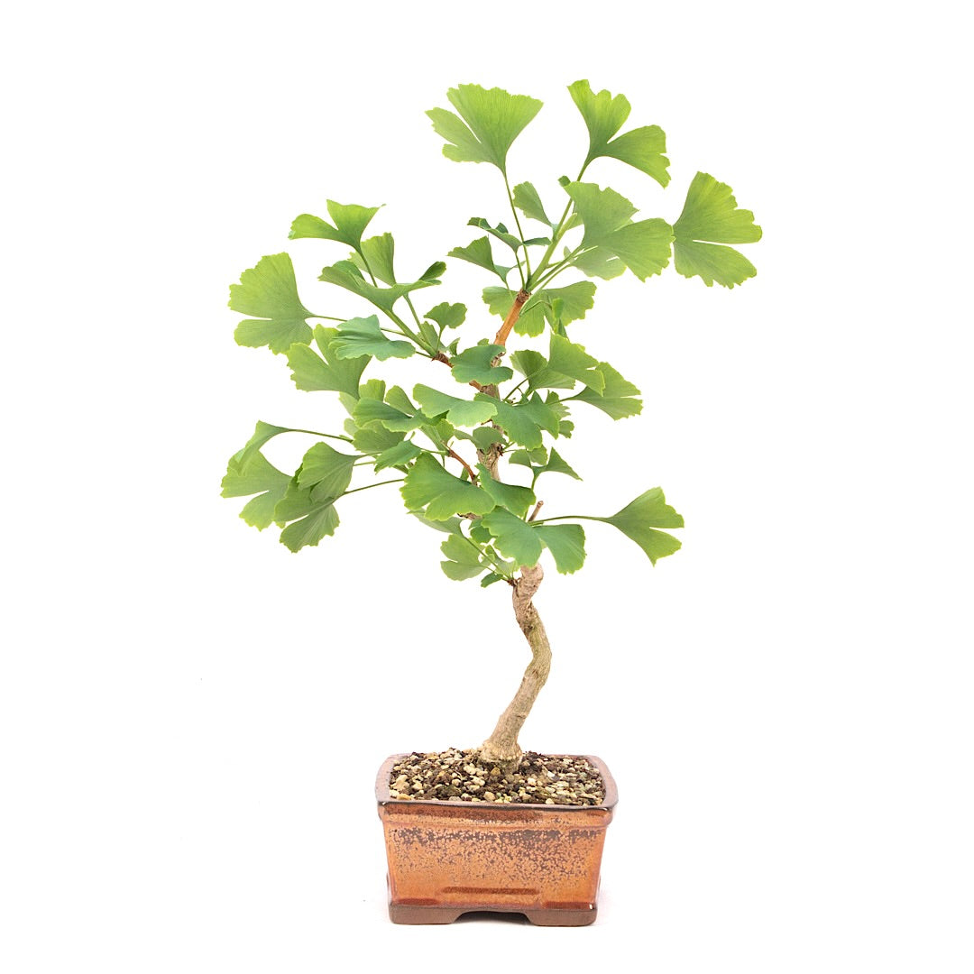 Ginkgo biloba 'Fächerblattbaum'