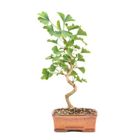 Ginkgo biloba 'Fächerblattbaum'