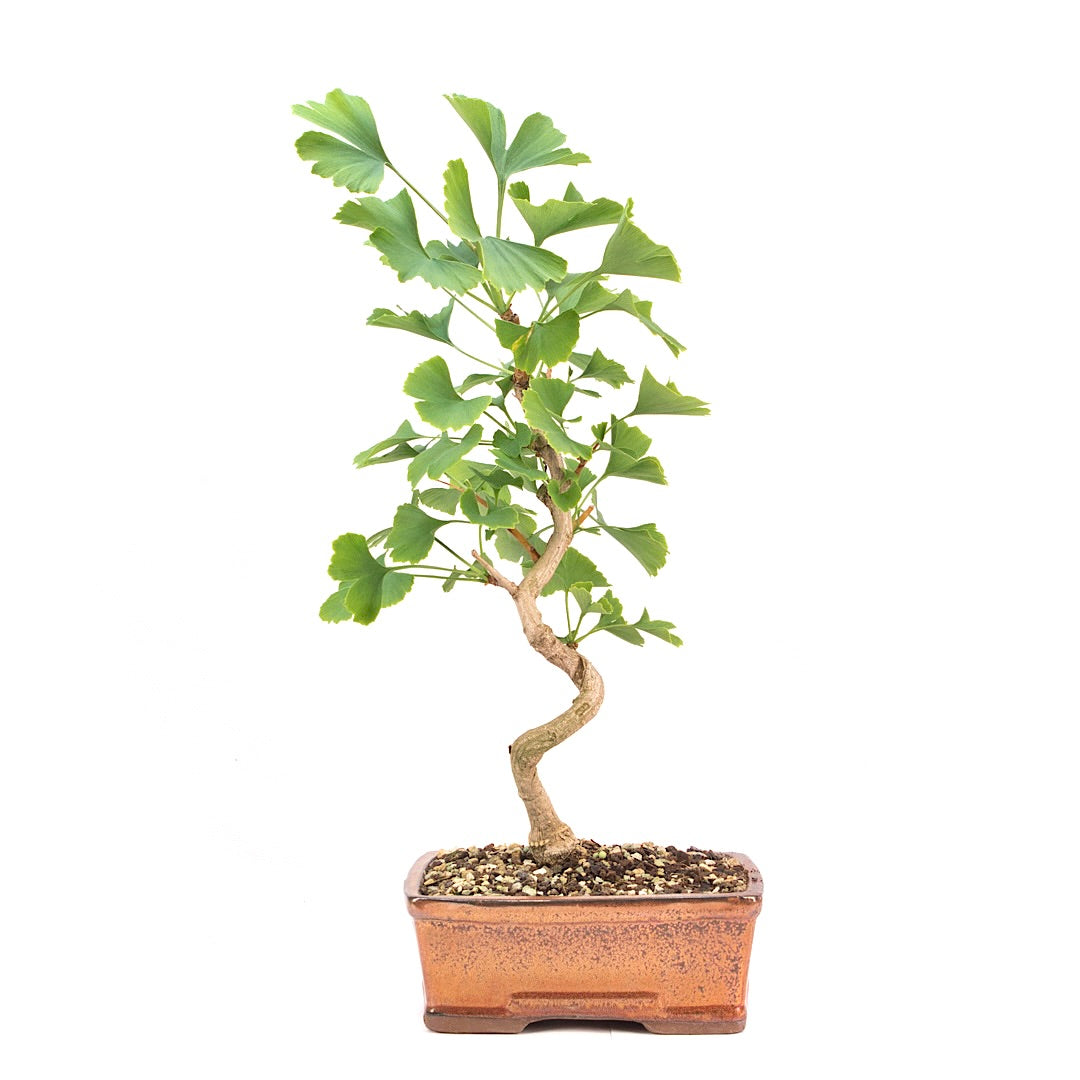 Ginkgo biloba 'Fächerblattbaum'