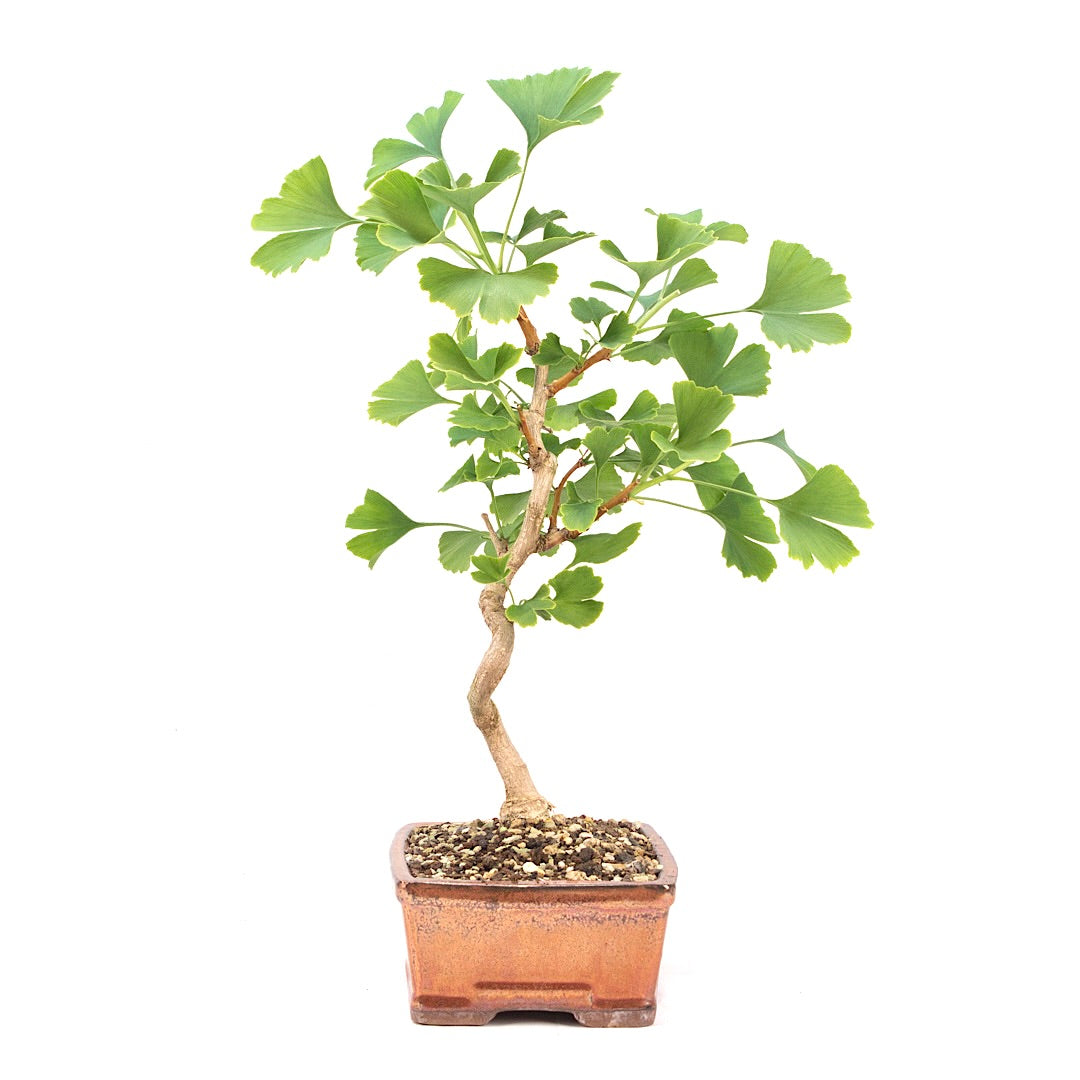 Ginkgo biloba 'Fächerblattbaum'